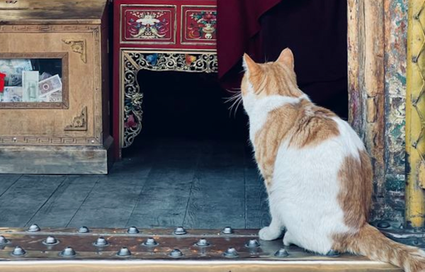 宝融配资 不咬人的猫有多难得